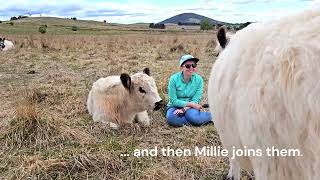 communing with cows #adopt&visit #cowlover #animal #farmlife