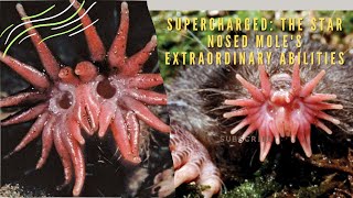 The Star-Nosed Mole's Extraordinary Superpowers