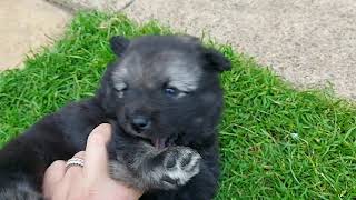 32 days old, Finnish Lapphund puppies