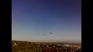 Birds Flying Over Los Angeles