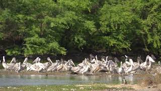 Naturaufnahmen - Rötelpelikan - Senegal 2022