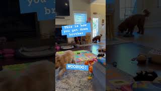 Doodle Doggie Tales- Part 89 “Yo, Diggity” #shortsfeed #shortvideo #shorts #brothers #siblings #dog