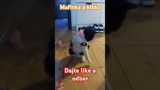 Mafinka a klbko #cat #shorts