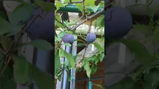 Plum  Fruit// Organic Fruit #entertainment  #share  #nature