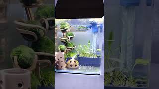 Marimo tree - 3D printed aquarium 1- shrimps - bottom / soil filter - strom z řasokoule /půdní filtr