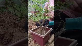 Chhoti chandani ki repotting 🥰 #ytshorts #trendingshorts #rosecare #winterspecial #repotting #rose