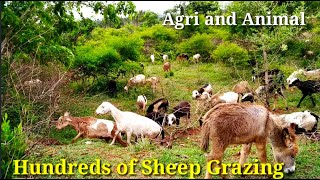 Hundreds of Sheep's Grazing