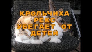 Крольчиха убегает от деток