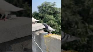 Kabutar leding #pigeon #birds #attitude #kabootar #pigeonlover #video #viral #viwes #youtubeshort