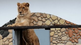 Львенок Шерхан и его новый трюк. Новости по Шерхану на 30.11.24.