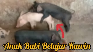 Masih Kecil Anak Babi Sudah Belajar Kawin | Itulah Pentingnya Anak Babi Jantan Dikebiri/Dikasing