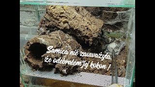 SAMICA NIE ZAUWAŻYŁA ŻE ODEBRAŁEM JEJ KOKON :D  O.AUREOTIBIALIS