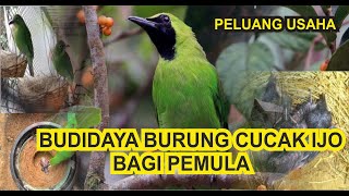 CARA CEPAT DAN SUKSES TERNAK BURUNG CUCAK IJO BAGI PEMULA PELUANG USAHA YANG MENJANJIKAN