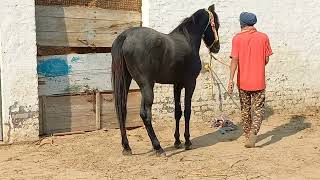 Simran Brar Stud Farm| Horse Grooming| Stallion | Hasan raza horse