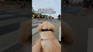 Reakcja psa Wings For Life World Run Golden Retriever