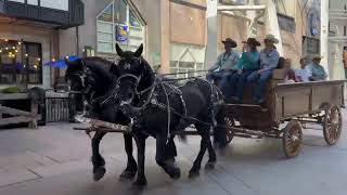 Cavallo Hoof Boots at the Calgary Stampede Parade 2024