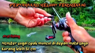 lagi enak casting hampala malah di hebohkan dengan ikan besar