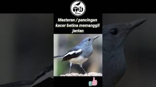 Masteran / pancingan kacer betina memanggil jantan #kicaumania #kacergacor #kacerbetina