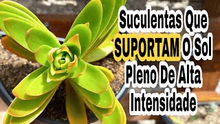 Suculentas Que Suportam o Sol Pleno de Alta Intensidade