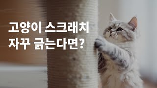 고양이가 자꾸 소파를 긁어요ㅠㅠ 고양이스크래치 방지하는 방법은?