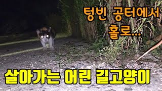 세상이 무서워 텅빈 공터에서홀로 살아가는 어린 길고양이