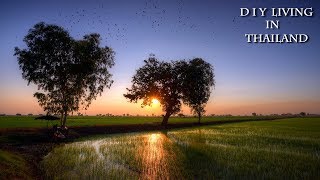 PHOTOGRAPHY IN THE RICE FIELDS AT SUNSET