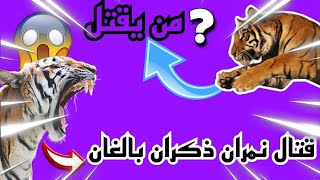 قتال نمرين ذكرين بالغين في جنوب أفريقيا 😱