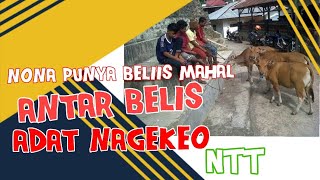 Adat Nagekeo -NTT (Antar Belis)Belis Nagekeo