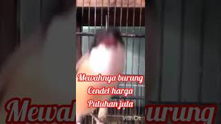 Burung cendet...