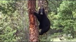 Black Bear