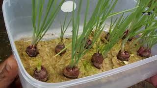 plant shallots in styrofoam rice boxes