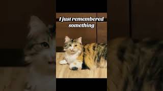 #iloveyou #cat #catshorts #catsofyoutube #catsvideo #funny #funnyanimals #trending #fyp #foryou