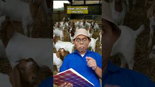 agar menjadi kambing yg cerdas #comedy #shortlucu #vidiolucuwa #justforlaugh