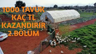 1000 TAVUK KAÇ TL KAZANDIRIR 2.BÖLÜM