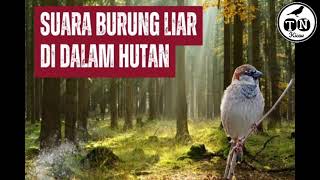 Suara burung liar di dalam hutan untuk pancingan dan masteran burung macet bunyi