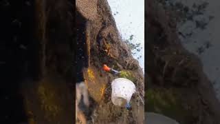 Harvesting Rock Honey