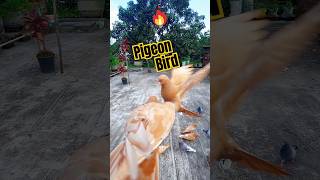 Pigeon bird #pigeon #birds #kabutar #pets #shorts