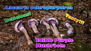 Beautiful Choice Edible Purple Mushroom! – Laccaria ochropurpurea