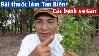 Bài thuốc làm Tan Biến các bệnh về Gan. PHAN HẢI Vlog