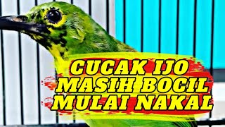 Pancingan cucak ijo susah ngeplong dan males bunyi 💯 AMPUH ❗