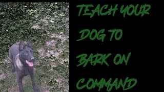 how to teach your puppy to speak on command