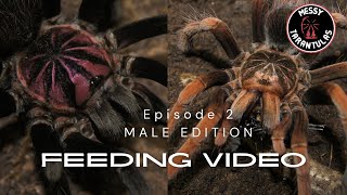 Tarantula Feeding Vol. 2 (Males Edition)