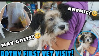 DOTHY FIRST VET VISIT🐶| BAKIT MAY SUGAT ANG ASO? GALIS NA BA YUN?