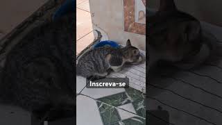 #shortvideo #sorts #viralvideo #cat #adote #gatos #adoteumgato #pets #adotaretudodebom #gato #edits