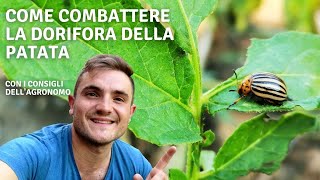 COME COMBATTERE LA DORIFORA DELLA PATATA CON METODI BIOLOGICI