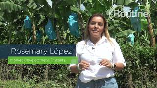 Controla la Sigatoka en tu cosecha de banano con Routine®  Prime | Agro Bayer Colombia