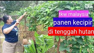 TKW Malaysia panen CIPIR