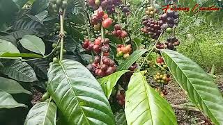 batang dulu atau rumput dulu ini jawabannya #kopi #coffee #kopirobusta #kopilampung #panen