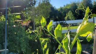 Garden Tour Saturday/Open Collab