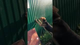 Крендель. Горе. Не пускают в приют #helpanimals #собака